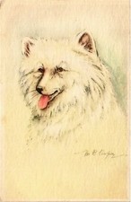 Old postcard spitz d'occasion  Expédié en Belgium