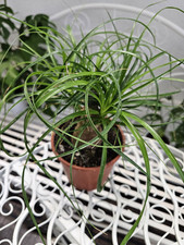 Heavenly hoya beaucarnea gebraucht kaufen  Bad Bramstedt