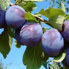 Anna späth späte gebraucht kaufen Anna späth späte gebraucht kaufen  Detmold