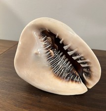 Cassis cornuta seashell for sale  Smyrna