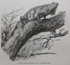 Leguan iguana tuberculata gebraucht kaufen  Lauenburg/ Elbe