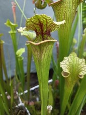 Sarracenia l20b op usato  Cittadella