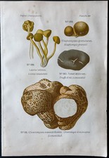 1891 planche couleur d'occasion  Besançon