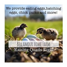 Fresh mixed quail for sale  WINSFORD
