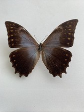 Entomologie morpho schweizeri gebraucht kaufen  Marienmünster