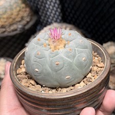 Rare cactus live for sale  Fayetteville
