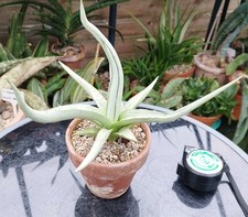 Sansevieria dancing dragon for sale  GLOUCESTER