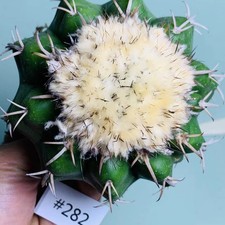 Sale rare cacti usato  Spedire a Italy