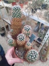 Mammillaria rep 0939 usato  Civitanova Marche