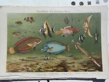 Planches chromo lytho d'occasion  Brignoles