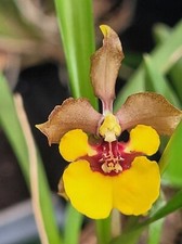 Rare oncidium croesus for sale  HALSTEAD
