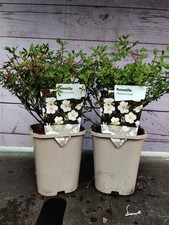 Potentilla abbotswood garden for sale  HARLOW