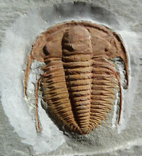 Trilobite cambrien hamatolenus d'occasion  Cuxac-d'Aude