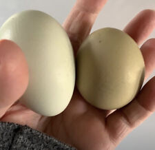 Olive egger chicken for sale  Garden Prairie