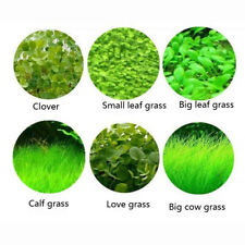 Grama aquática em primeiro plano plantas fáceis 5g aquário sementes tanque de peixes ♢ comprar usado  Enviando para Brazil