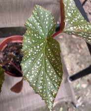 Begonia maculata 6in for sale  Lilburn