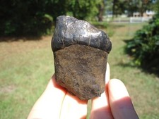 Glossy black mastodon for sale  Tallahassee