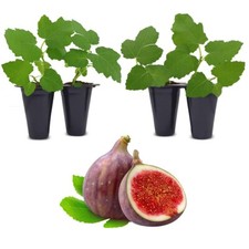 Fig tree. set for sale  Apopka