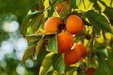 Kakibaum rote brillante gebraucht kaufen  Asperg