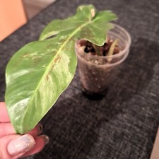 Philodendron squamiferum varie gebraucht kaufen  Köln