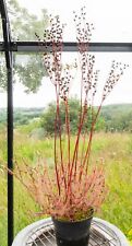 100 drosera binata for sale  LLANDYSUL