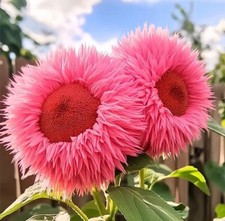 20pcs bright pink for sale  BRIGHTON
