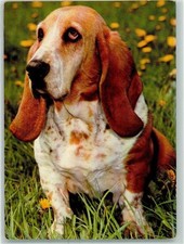 10371381 basset ak gebraucht kaufen  Eimeldingen