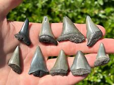 Fossil mako sharks for sale  Coppell