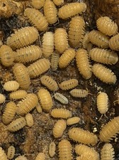 Pineapple spiky isopods for sale  West Sacramento