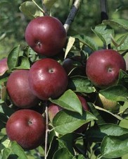 Malus domestica mcintosh gebraucht kaufen  Westerstede
