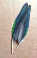 Fly tying native for sale  BURNLEY