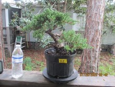 Specimen bonsai tree for sale  Gainesville