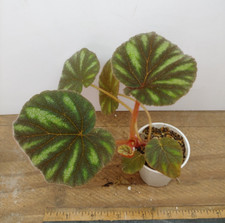 Begonia versicolor plant for sale  Lexington