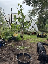 Silver birch tree for sale  NUNEATON