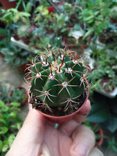 Melocactus matanzanus approx. d'occasion  Expédié en France