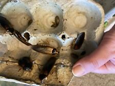 Dubia roach starter for sale  Milford