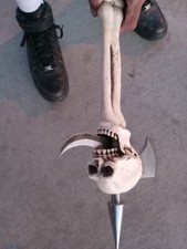 Composite replica skull for sale  Rio Vista