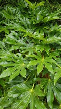 Fatsia japonica aralie d'occasion  Mont-près-Chambord