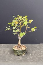 Kleiner linden bonsai gebraucht kaufen  Borstel-Hohenraden