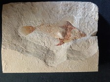 Coccodus insignis fossile usato  Torre di Mosto