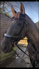 Schockemohle equites beta for sale  HEBDEN BRIDGE