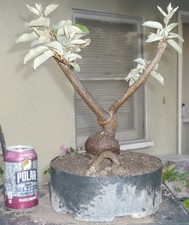 Japanese silverberry goumi for sale  Rosemead