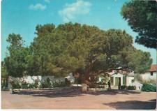 Sassari caprera albero usato  Roma