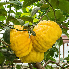 CITRUS LEMON   "CEDRO POMPIA " -10 SEMI FRESCHI comprar usado  Enviando para Brazil