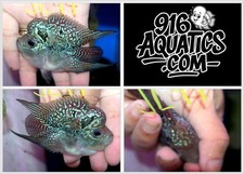 2.8 inch short for sale  USA