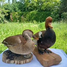 Nette rousse couple d'occasion  Chorges