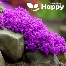 Trailing thyme purple for sale  DONCASTER