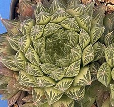 Haworthia cooperi var for sale  Jacksonville