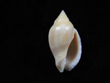 Sea shell lyria for sale  SOUTHAMPTON