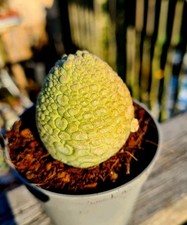 pseudolithos for sale pseudolithos for sale CLACTON-ON-SEA